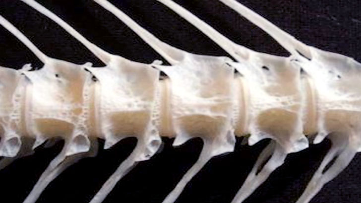 köpek balığı iskeleti